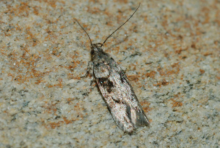 Gelechiidae 14